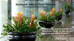 Savannah Interior Plant Design