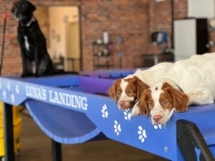 Luna's Landing Dog Care