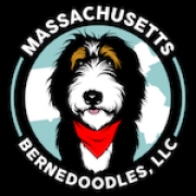 Massachusetts Bernedoodles