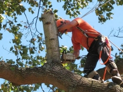 Sasquatch Tree Service